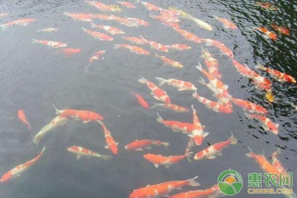 銀龍魚(yú)魚(yú)鰭有白點(diǎn)怎么回事兒(銀龍魚(yú)魚(yú)鱗上有白點(diǎn)) 銀龍魚(yú)魚(yú)鰭有白點(diǎn)怎么回事兒(銀龍魚(yú)魚(yú)鱗上有白點(diǎn)) 銀龍魚(yú)百科 第2張