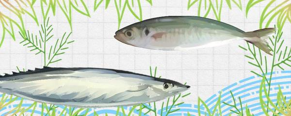 虎魚(虎魚圖片)