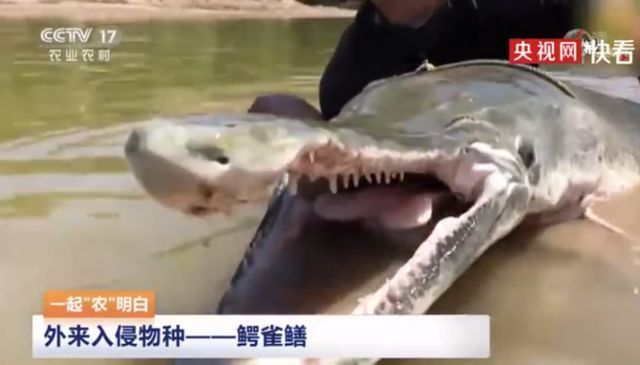 金龍魚(yú)吃啥魚(yú)好