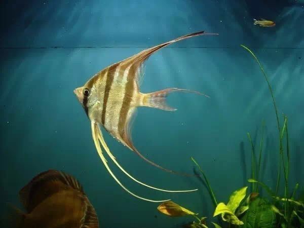 山亭水族店(電話亭水族館) 山亭水族店(電話亭水族館) 紅龍魚百科 第1張