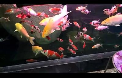 銀龍魚顏色會變紅嗎為什么(銀龍魚會變金色嗎)