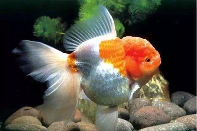 海水紅龍魚裝死：海水紅龍魚裝死的具體原因