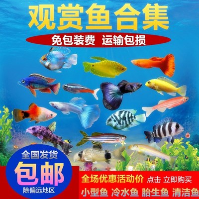龍族歷史萬年，龍王壽命幾何，南大說千年，夠用嗎