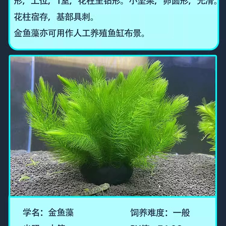 50公分金龍魚 50公分金龍魚 龍魚百科 第1張