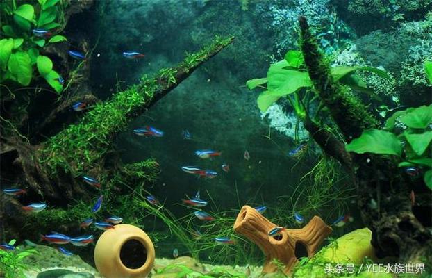 印尼龍魚進口價格走勢圖分析視頻大全集最新消息(印尼紅龍魚價格)