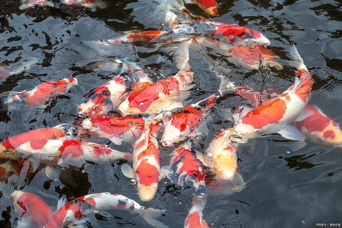 魚類名稱的文化寓意，《魚類名稱的文化寓意》