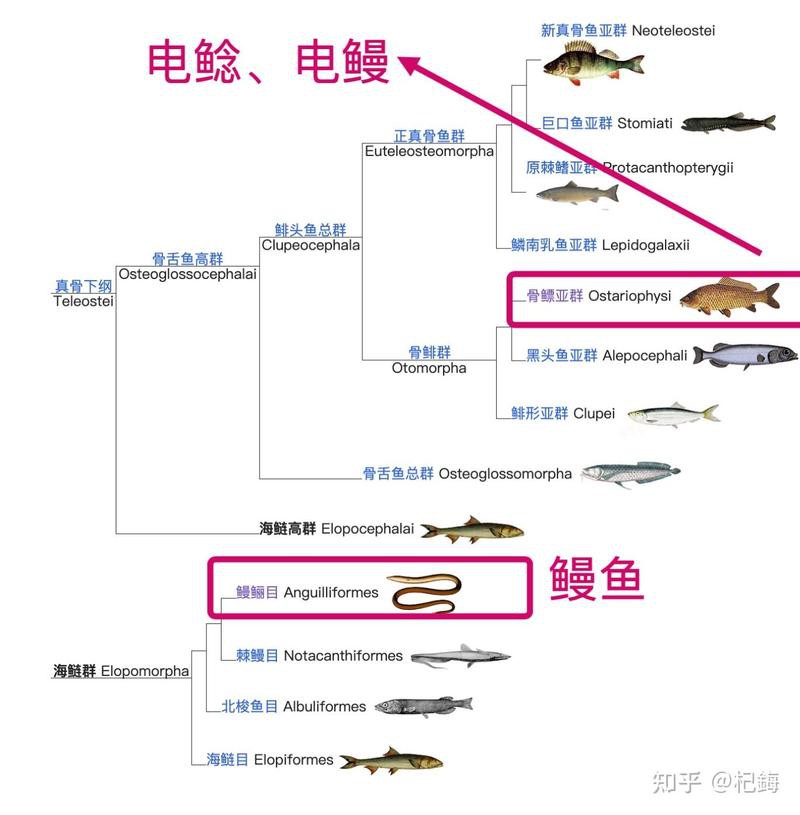 電鰻英文，《電鰻英文》electriceel的英文表達(dá)