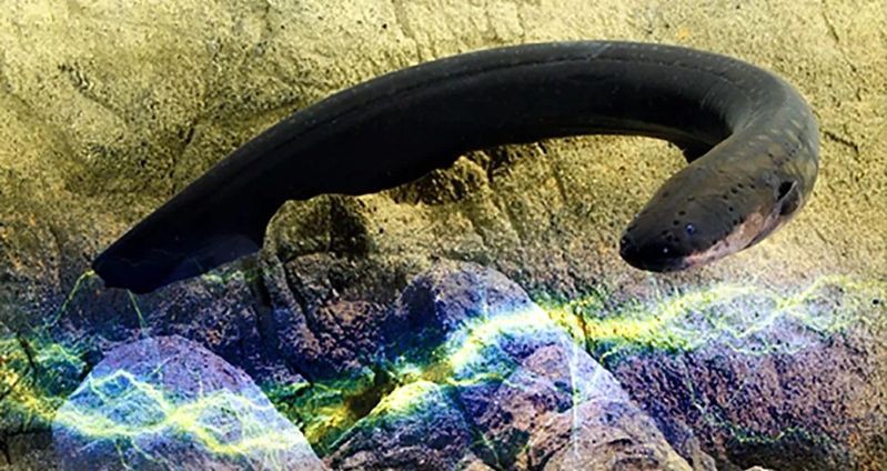 電鰻英文，《電鰻英文》electriceel的英文表達