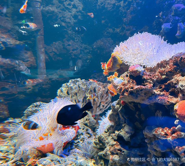臺(tái)州水族店，臺(tái)州海洋世界:臺(tái)州海洋世界博雅地名分享網(wǎng)臺(tái)州海洋世界