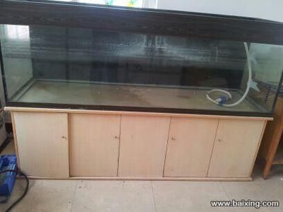 養龍魚用什么缸性價比高一點