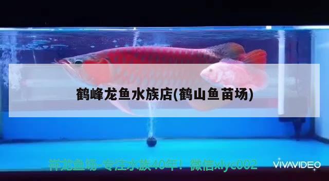 鶴峰龍魚水族店(鶴山魚苗場)