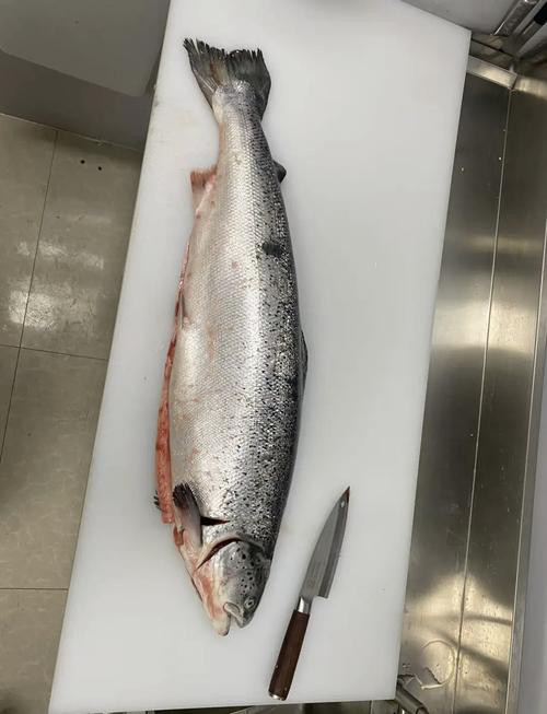 三紋魚圖片大全大圖，《三紋魚圖片大全大圖》