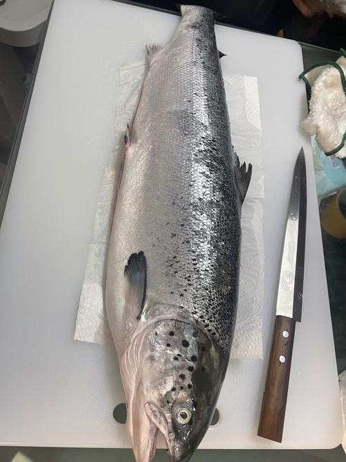 三紋魚圖片大全大圖，《三紋魚圖片大全大圖》