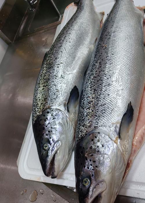 三紋魚圖片大全大圖，《三紋魚圖片大全大圖》