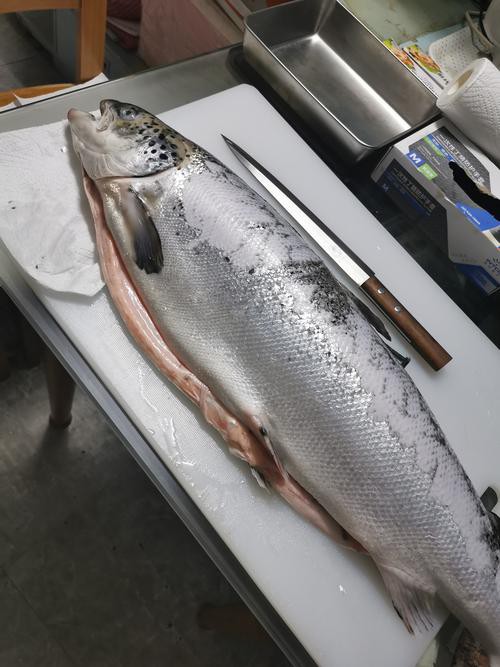 三紋魚圖片大全大圖，《三紋魚圖片大全大圖》