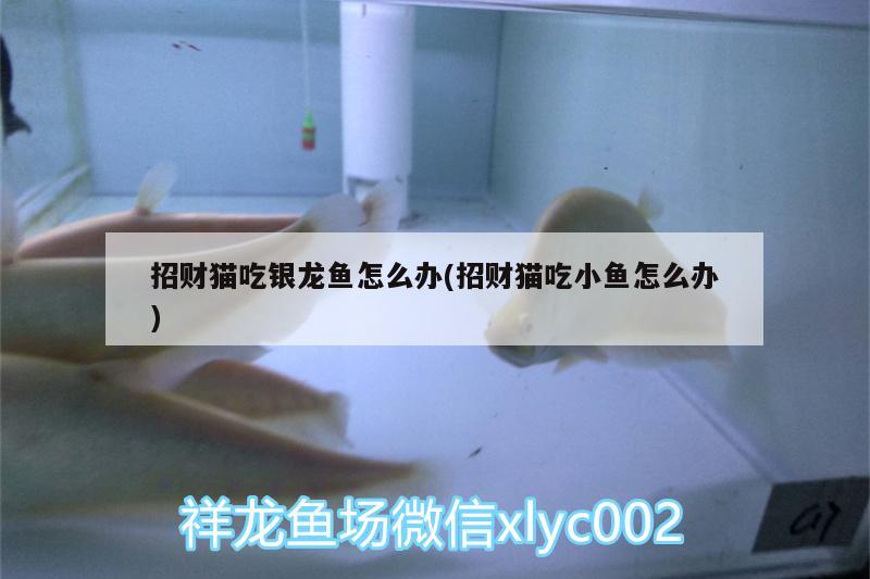 招財貓吃銀龍魚怎么辦(招財貓吃小魚怎么辦)
