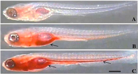 龍魚的抗生素用啥藥 龍魚的抗生素用啥藥 森森魚缸 第1張