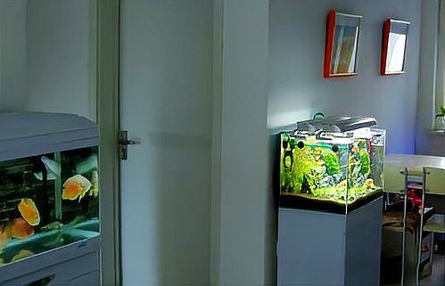 開門就見魚缸 正對大門，《開門就見魚缸正對大門》魚缸擺放位置與注意事項