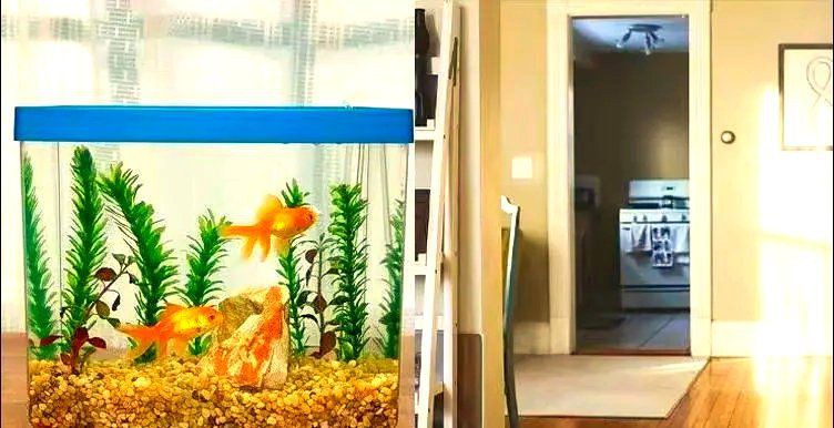 開門就見魚缸 正對大門，《開門就見魚缸正對大門》魚缸擺放位置與注意事項