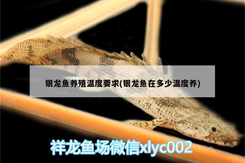 銀龍魚養殖溫度要求(銀龍魚在多少溫度養)