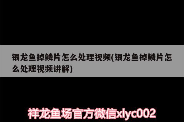 銀龍魚掉鱗片怎么處理視頻(銀龍魚掉鱗片怎么處理視頻講解)