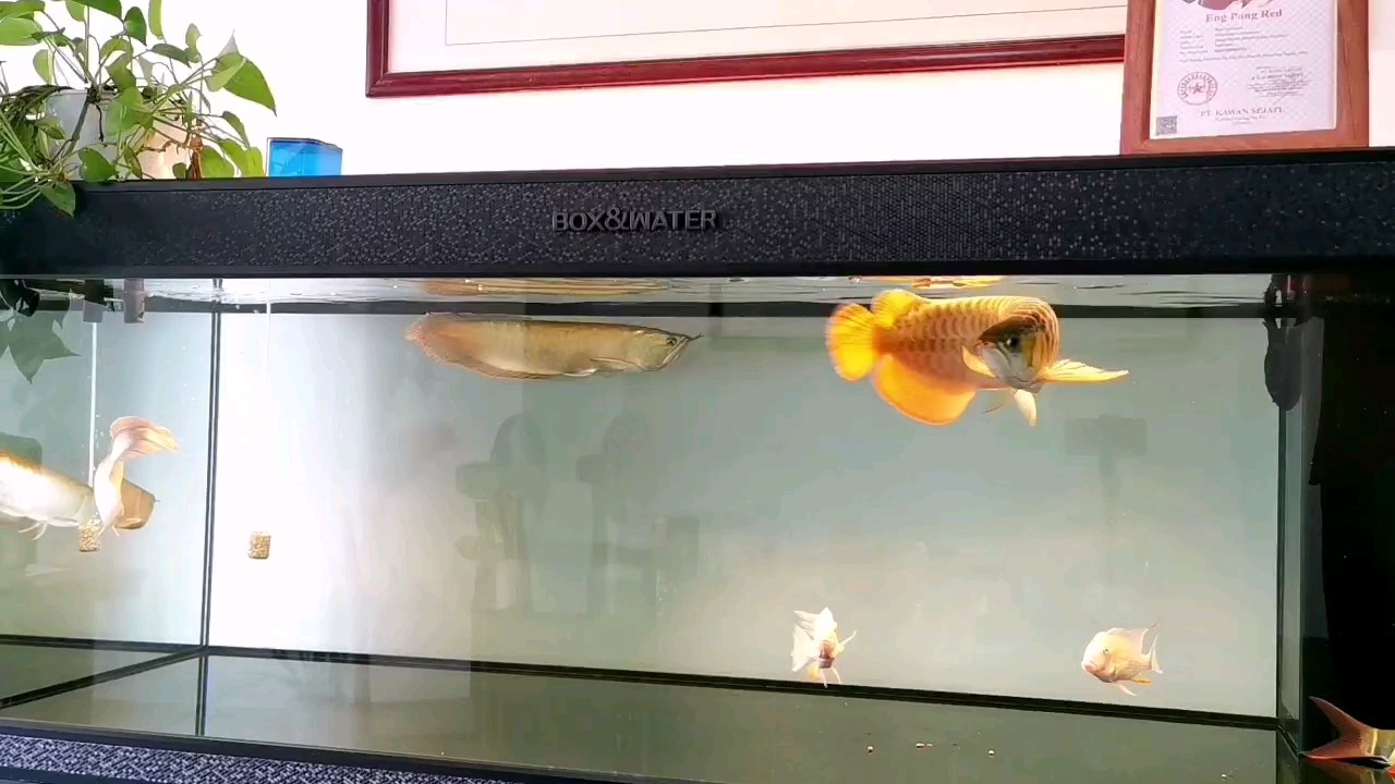 安龐50+