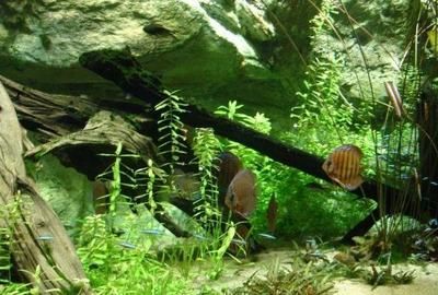 大型魚缸漏水如何修補好看：大型魚缸漏水怎么修復
