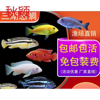 龍魚(yú)發(fā)色從什么部位開(kāi)始