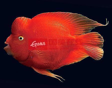 金龍魚(yú)上漲空間多少倍算正常 金龍魚(yú)上漲空間多少倍算正常 龍魚(yú)百科 第2張