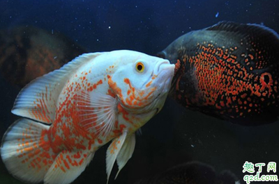 手術后吃老虎魚的功效與作用(老虎魚的營養價值及功效盜汗)