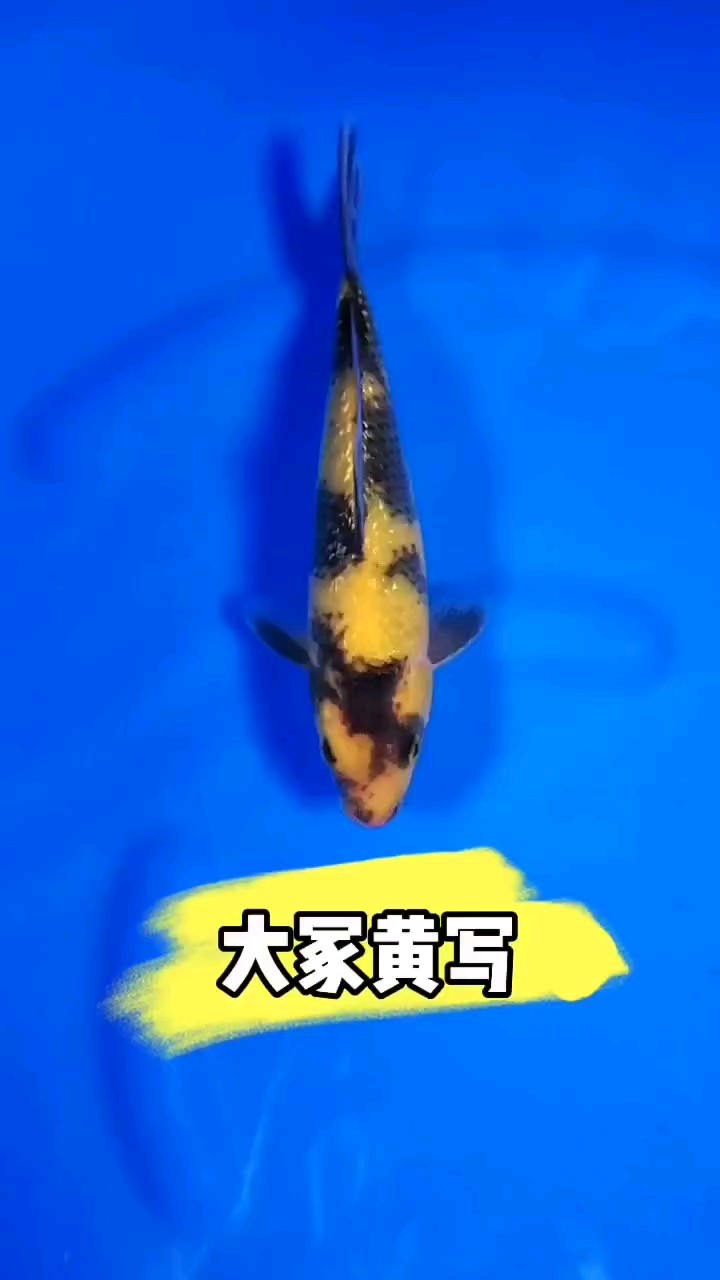 大冢產黃寫 大冢產黃寫 龍魚論壇