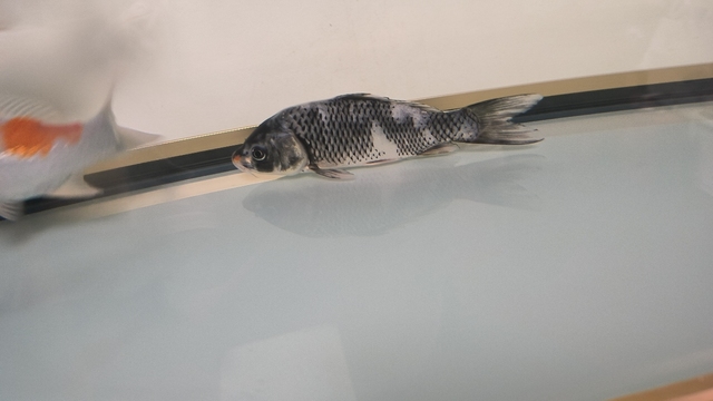 這條到底是什么？ 這條到底是什么？ 龍魚論壇 第1張