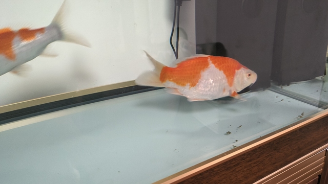 這條到底是什么？ 這條到底是什么？ 龍魚論壇 第3張