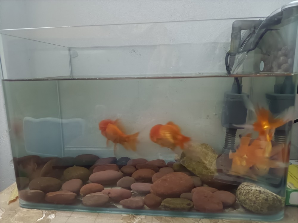 新人養(yǎng)魚的第一天