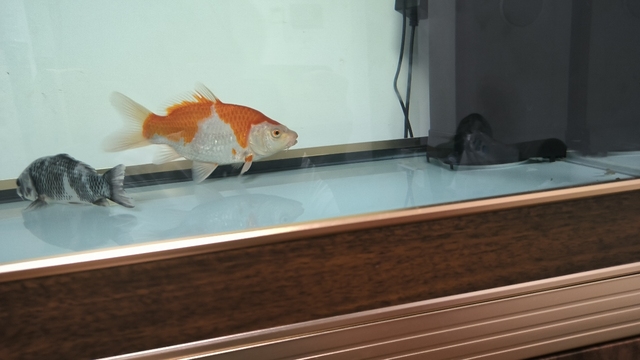 新物種嗎