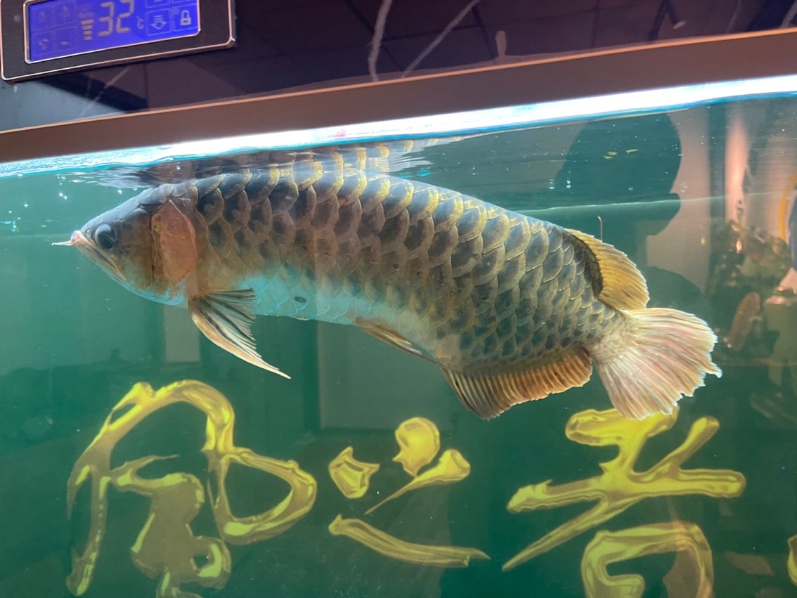 龍魚(yú)浮頭很久了、是什么病、請(qǐng)大神們指導(dǎo)一下、謝謝