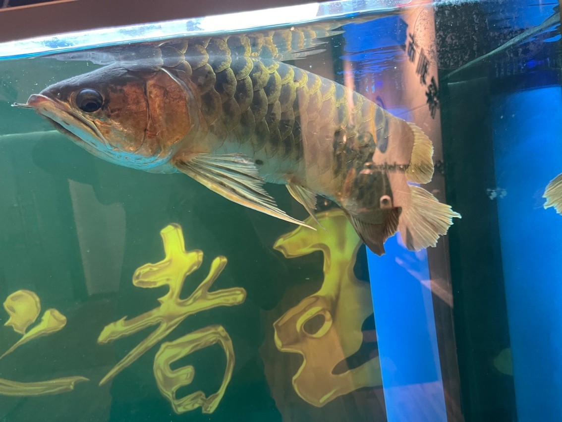 龍魚(yú)浮頭很久了、是什么病、請(qǐng)大神們指導(dǎo)一下、謝謝