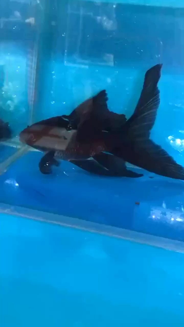 滿身都是鰭的墨蝶，蝴蝶鯉配魚