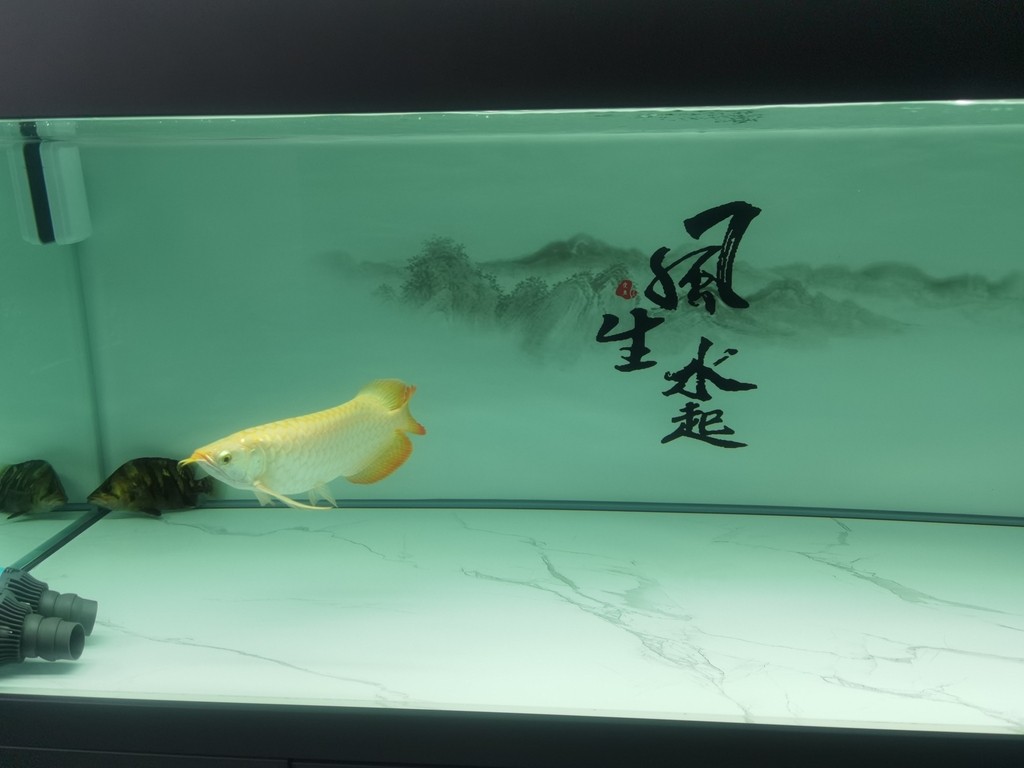 節(jié)日快樂[ciya] 節(jié)日快樂[ciya] 龍魚論壇 第1張