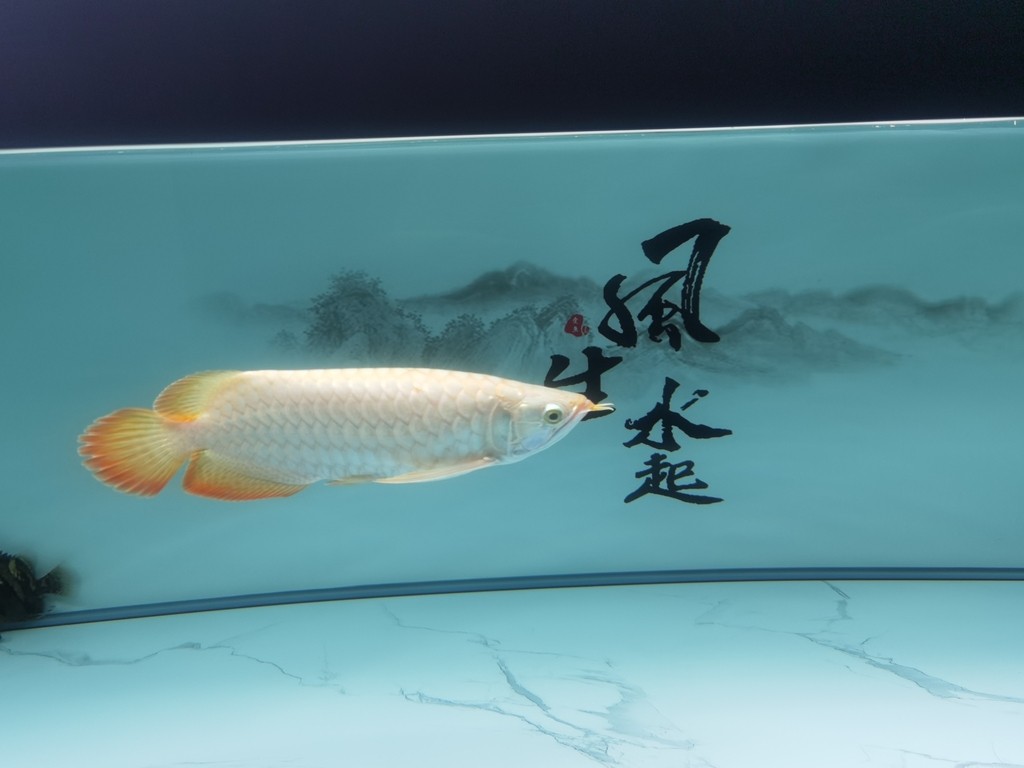 節(jié)日快樂[ciya] 節(jié)日快樂[ciya] 龍魚論壇 第2張