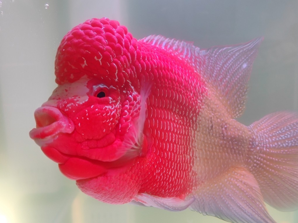 這是什么品種的羅漢啊？