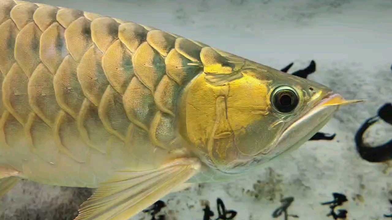 三年三個(gè)月 三年三個(gè)月 龍魚論壇