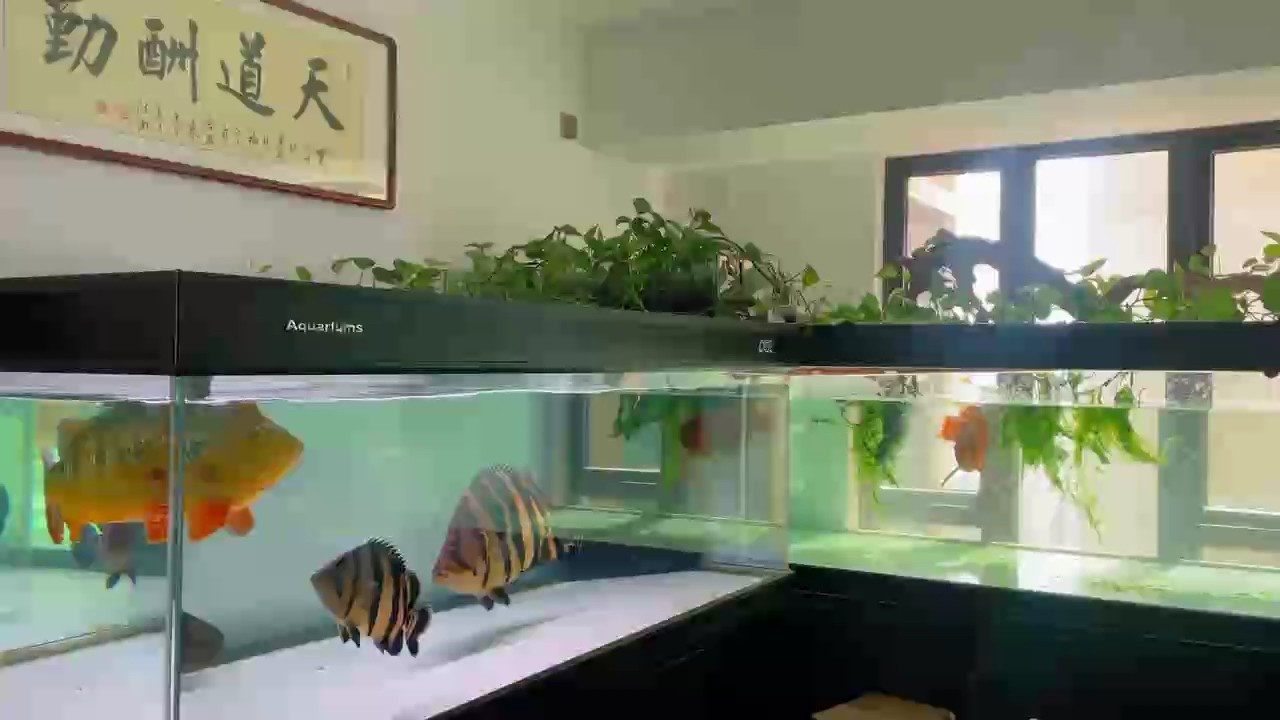 魚缸過濾器選購指南:自制魚缸過濾器魚缸上置過濾器對于養魚愛好者的必備知識 國慶不添堵—換水 龍魚論壇 國慶不添堵—換水 國慶不添堵—換水 龍魚論壇