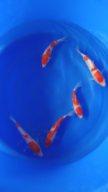 國慶你們去了哪里玩了