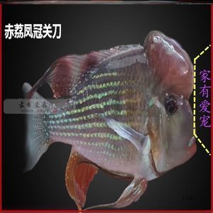 龍魚沉底必死的原因是什么呢（龍魚沉底會自己恢復嗎）