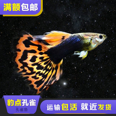 一平方玻璃能做多大的魚缸圖片(一平方玻璃能做多大的魚缸圖片大全)