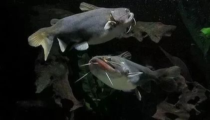 豬鼻龜是哪里的物種呢視頻教程大全(豬鼻龜是哪里的物種呢視頻教程大全)