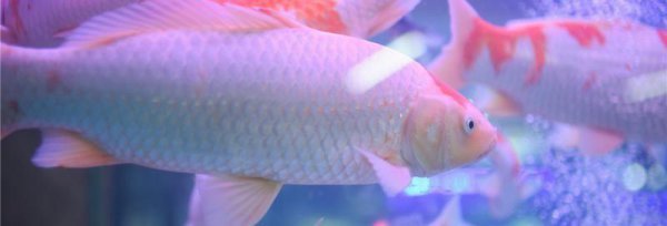 銀龍魚身上掉皮怎么辦(銀龍魚身上掉皮怎么辦圖片) 銀龍魚身上掉皮怎么辦(銀龍魚身上掉皮怎么辦圖片) 銀龍魚百科 第2張