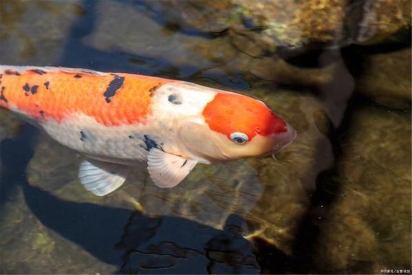 彩石魚缸怎么布景的