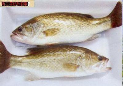 60公分的魚缸養幾條錦鯉合適呀（60公分的魚缸養幾條魚合適）